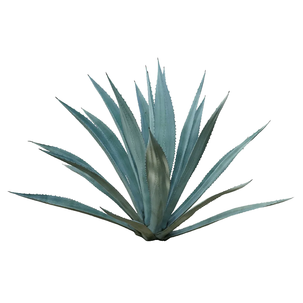 Agave Tasting Note Nectar