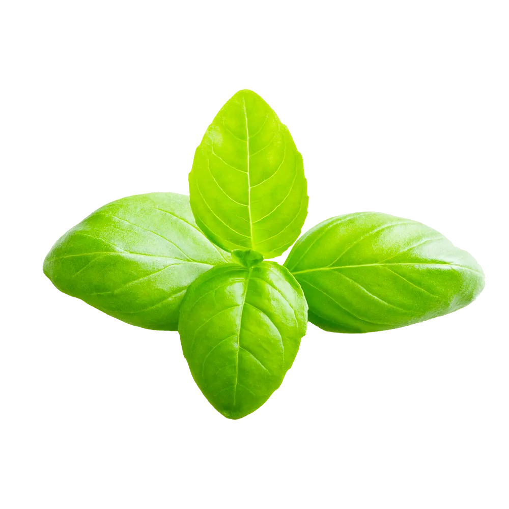 Basil Leaf