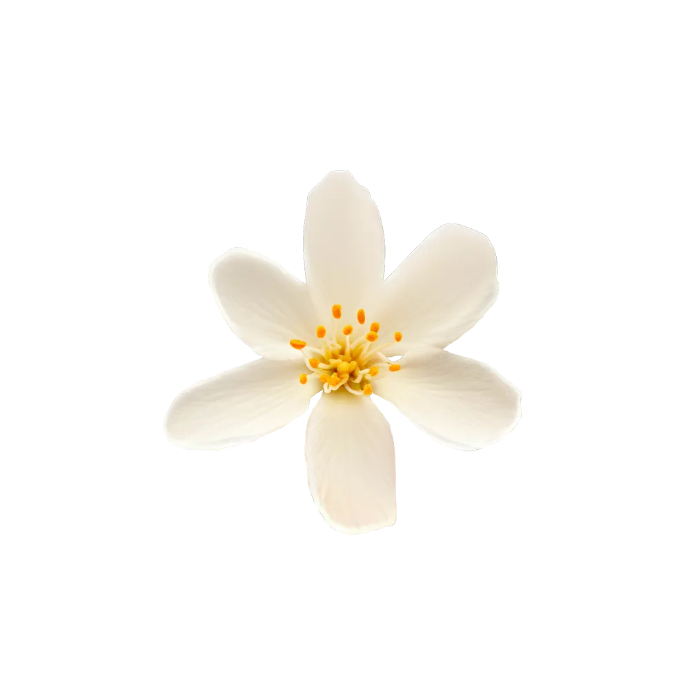 Orange Blossom Flower White Petals Aroma Tasting Note Nectar