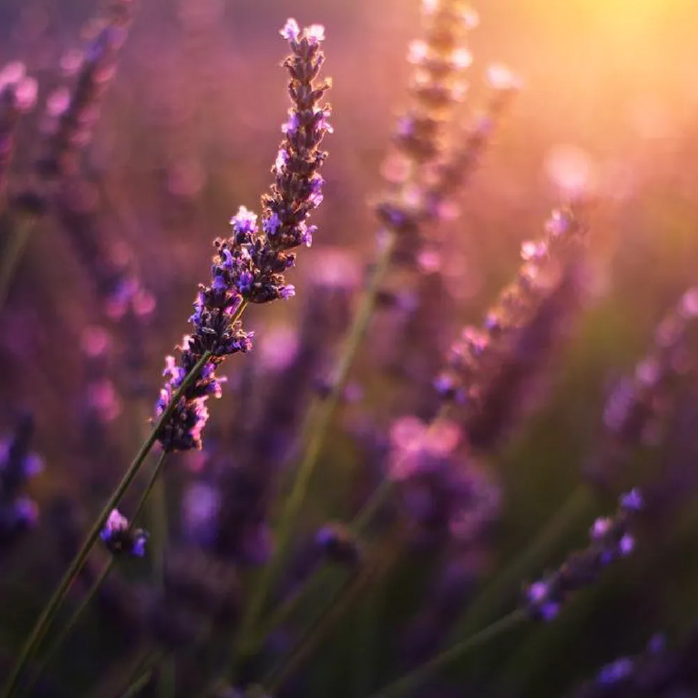 Lavender Field Purple Flowers Sunset Nectar Development